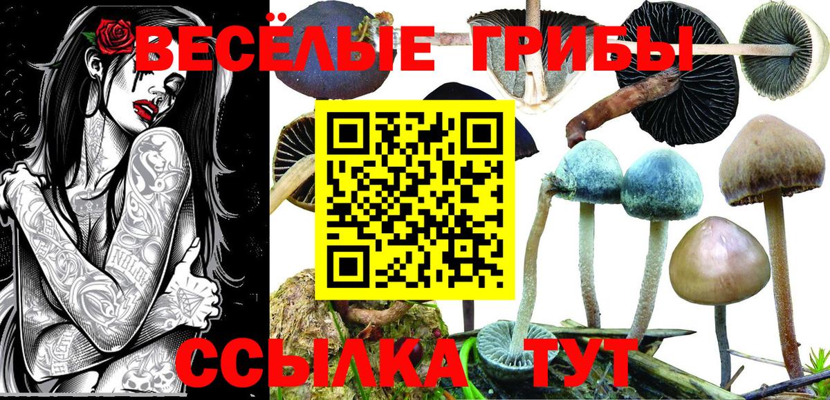 Волжский  Псилоцибиновые грибы Psilocybine cubensis  Вход с VPN 