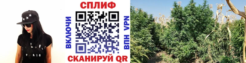купить наркоту  Волжский  Шишки марихуана VHQ 